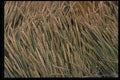 404081 Dried Sheaves Of Grain A4 Photo Print