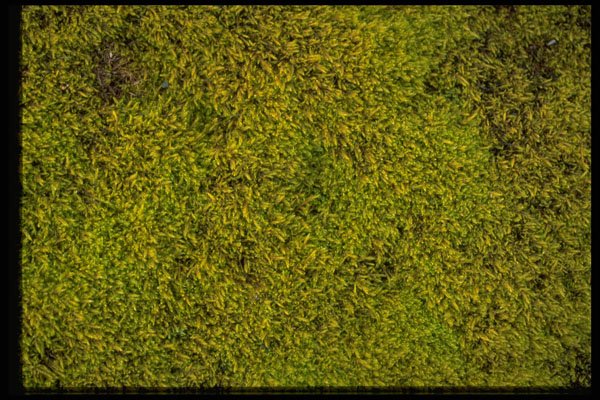 404082 Moss Bed A4 Photo Print