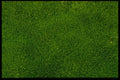 404083 Moss Bed A4 Photo Print