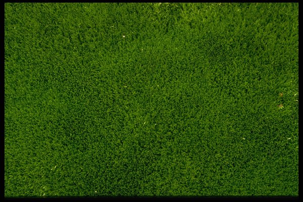 404083 Moss Bed A4 Photo Print