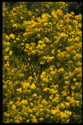 404084 Golden Wattle A4 Photo Print