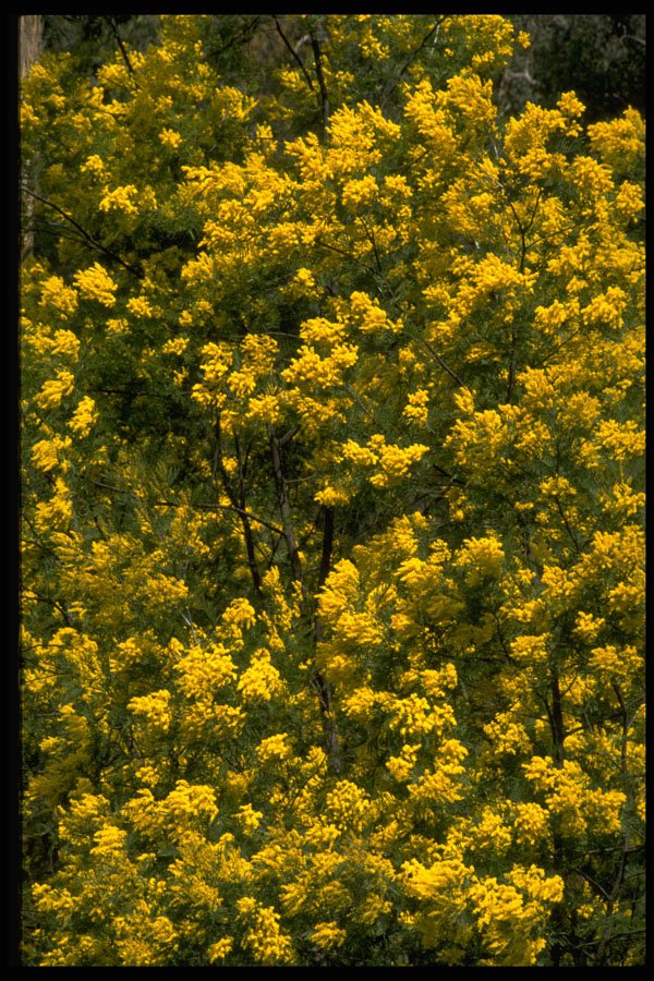 404084 Golden Wattle A4 Photo Print