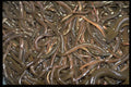 404093 Baby Eels A4 Photo Print