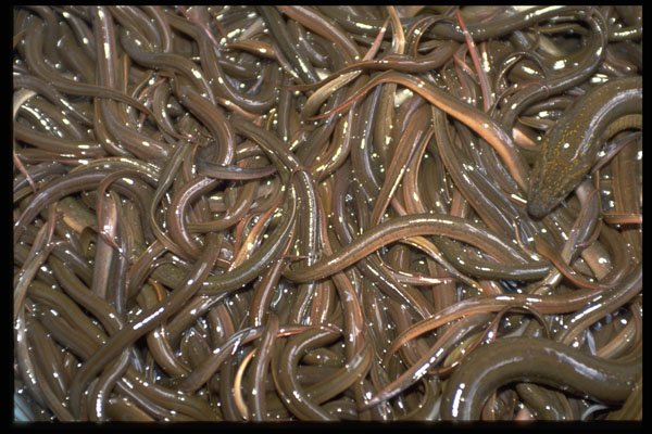 404093 Baby Eels A4 Photo Print