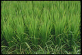 404098 Rice Field, Close up A4 Photo Print