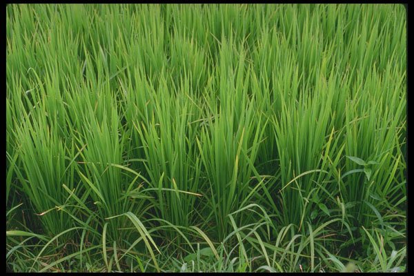404098 Rice Field, Close up A4 Photo Print