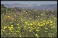 405083 Flowers, Cyprus A4 Photo Print