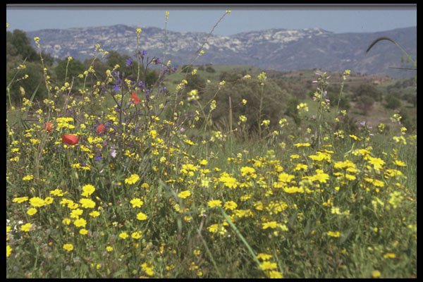 405083 Flowers, Cyprus A4 Photo Print