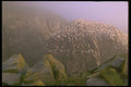 405092 Fog And Sun, Newfoundland A4 Photo Print