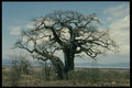 405096 Baobab Tree, Tanzania A4 Photo Print