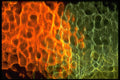406001 Green orange Web A4 Photo Print