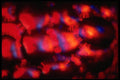 406002 Dappled Red orange Purple A4 Photo Print