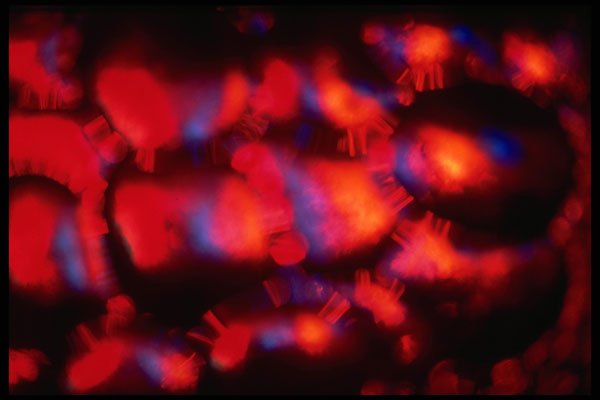 406002 Dappled Red orange Purple A4 Photo Print