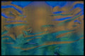 406003 Wavy Blue gold Green A4 Photo Print