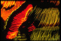 406006 Mottled Green red Orange A4 Photo Print