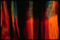 406010 Multicolored Wisps A4 Photo Print