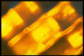 406017 Diagonal Gold Columns A4 Photo Print