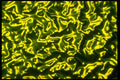 406019 Yellow green Ripple A4 Photo Print