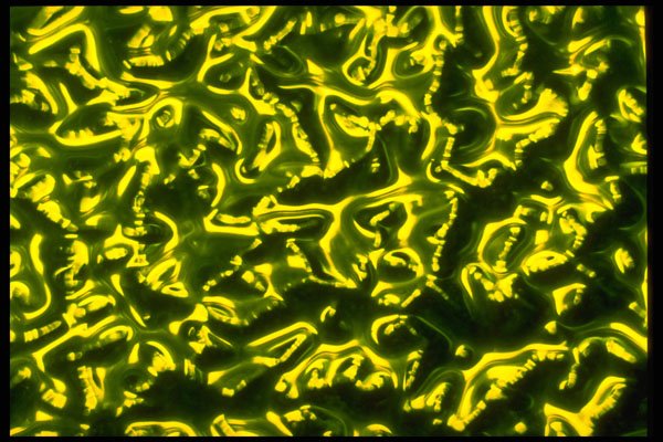 406019 Yellow green Ripple A4 Photo Print