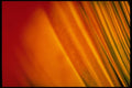 406021 Banded Gold orange Red A4 Photo Print