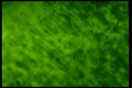 406023 Mottled Rich Green A4 Photo Print