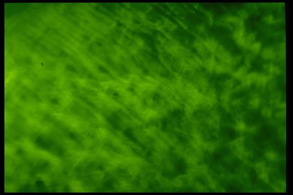 406023 Mottled Rich Green A4 Photo Print