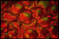 406028 Red green Glistening Bumps A4 Photo Print