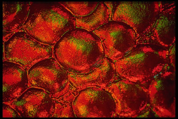 406028 Red green Glistening Bumps A4 Photo Print