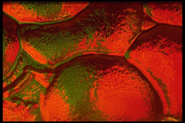 406029 Red green Glistening Bumps A4 Photo Print
