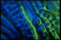 406030 Splotchy Green Blue A4 Photo Print