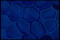 406033 Blue Blob Cluster A4 Photo Print