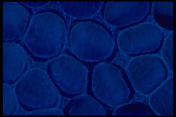 406033 Blue Blob Cluster A4 Photo Print