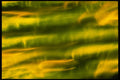 406037 Nebulous Green yellow A4 Photo Print