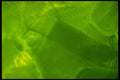 406039 Iridescent Green A4 Photo Print