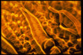 406040 Splotchy Gold A4 Photo Print