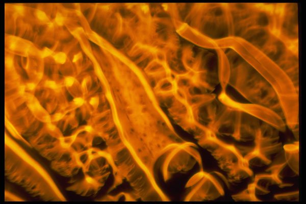 406040 Splotchy Gold A4 Photo Print