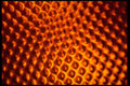 406041 Bumpy Orange A4 Photo Print