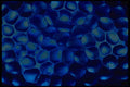 406051 Blue Blob Cluster A4 Photo Print