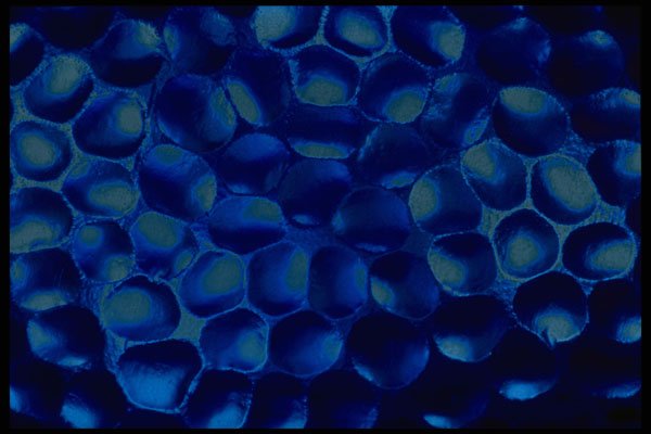 406051 Blue Blob Cluster A4 Photo Print