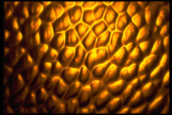 406057 Radiating Golden Blob Cluster A4 Photo Print