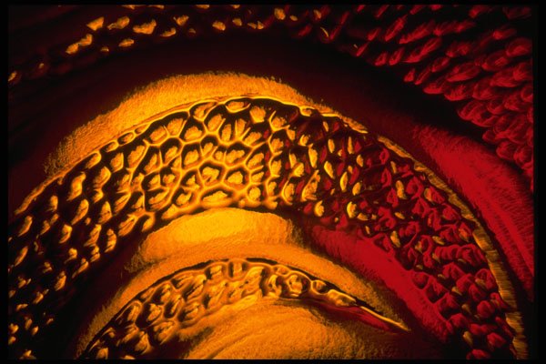 406059 Red gold Arcing Blobs A4 Photo Print
