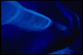 406067 Blue Flare A4 Photo Print