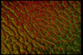 406070 Multicolored Web A4 Photo Print