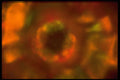 406072 Orange Burst A4 Photo Print