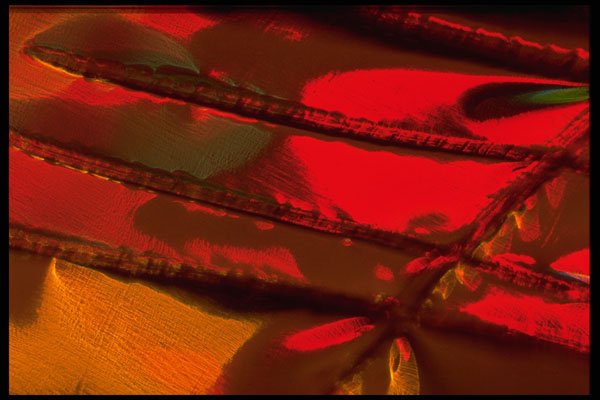 406073 Lustrous Red With Gold A4 Photo Print