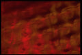 406075 Red Rust Smudge A4 Photo Print