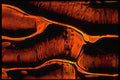 406076 Orange Clump Cluster A4 Photo Print