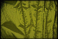 406077 Crystalline Green A4 Photo Print