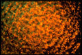 406078 Glimmering Orange A4 Photo Print