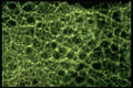406079 Nebulous Green Web A4 Photo Print